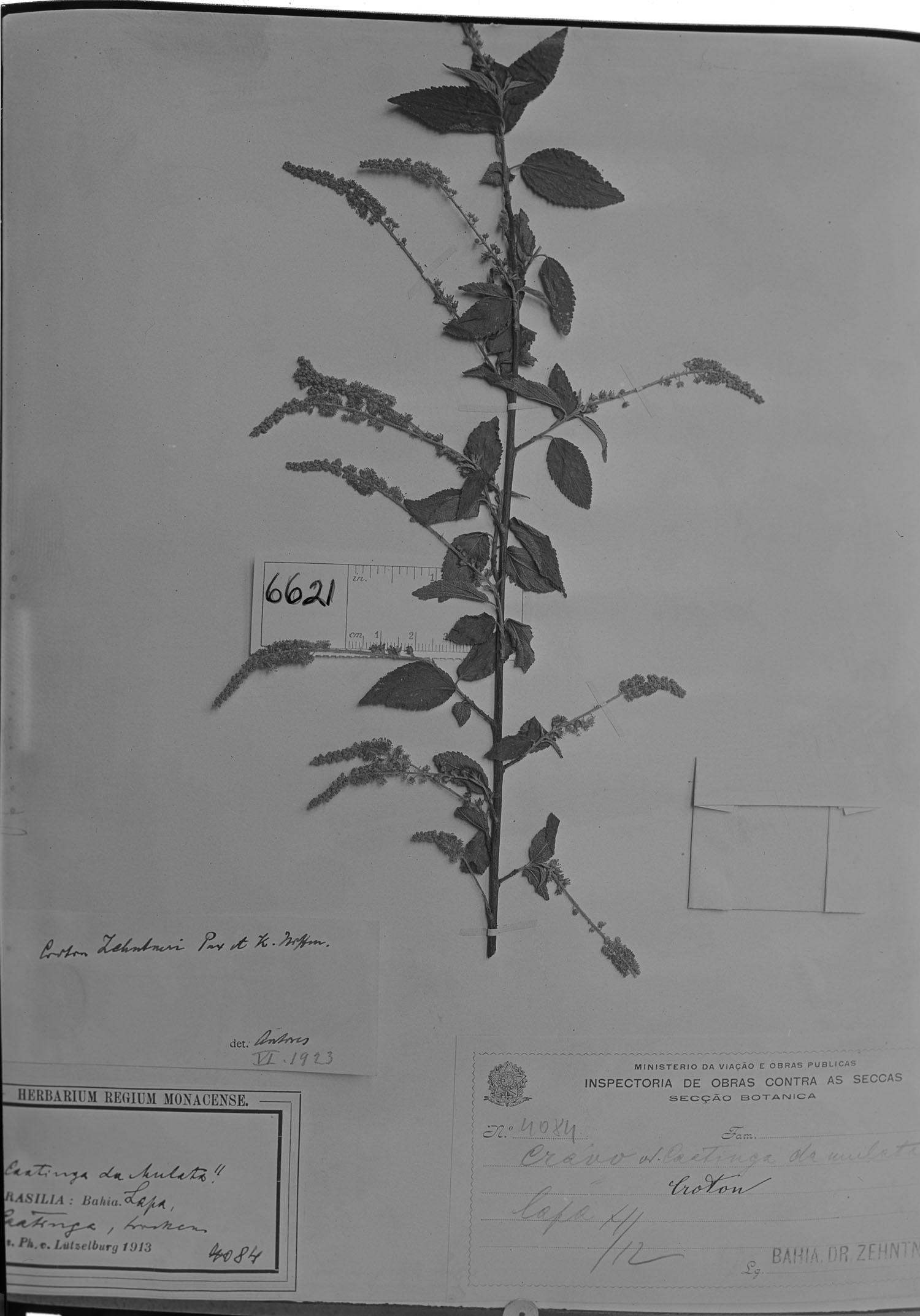 Croton zehntneri image