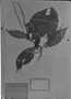 Acalypha acuminata image