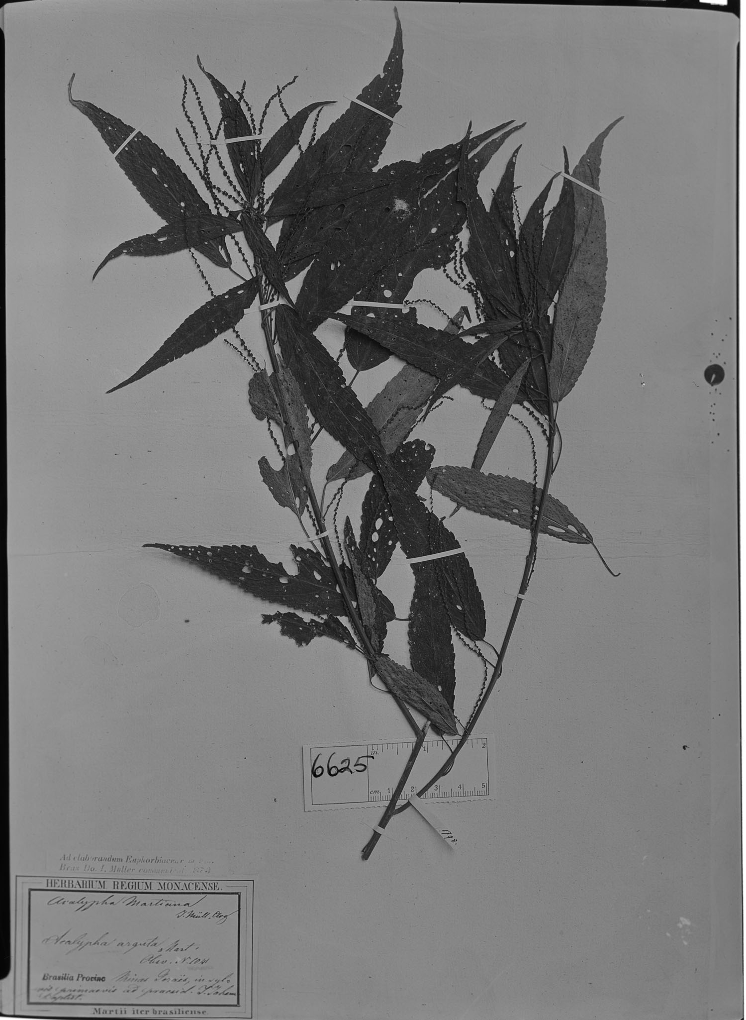 Acalypha martiana image
