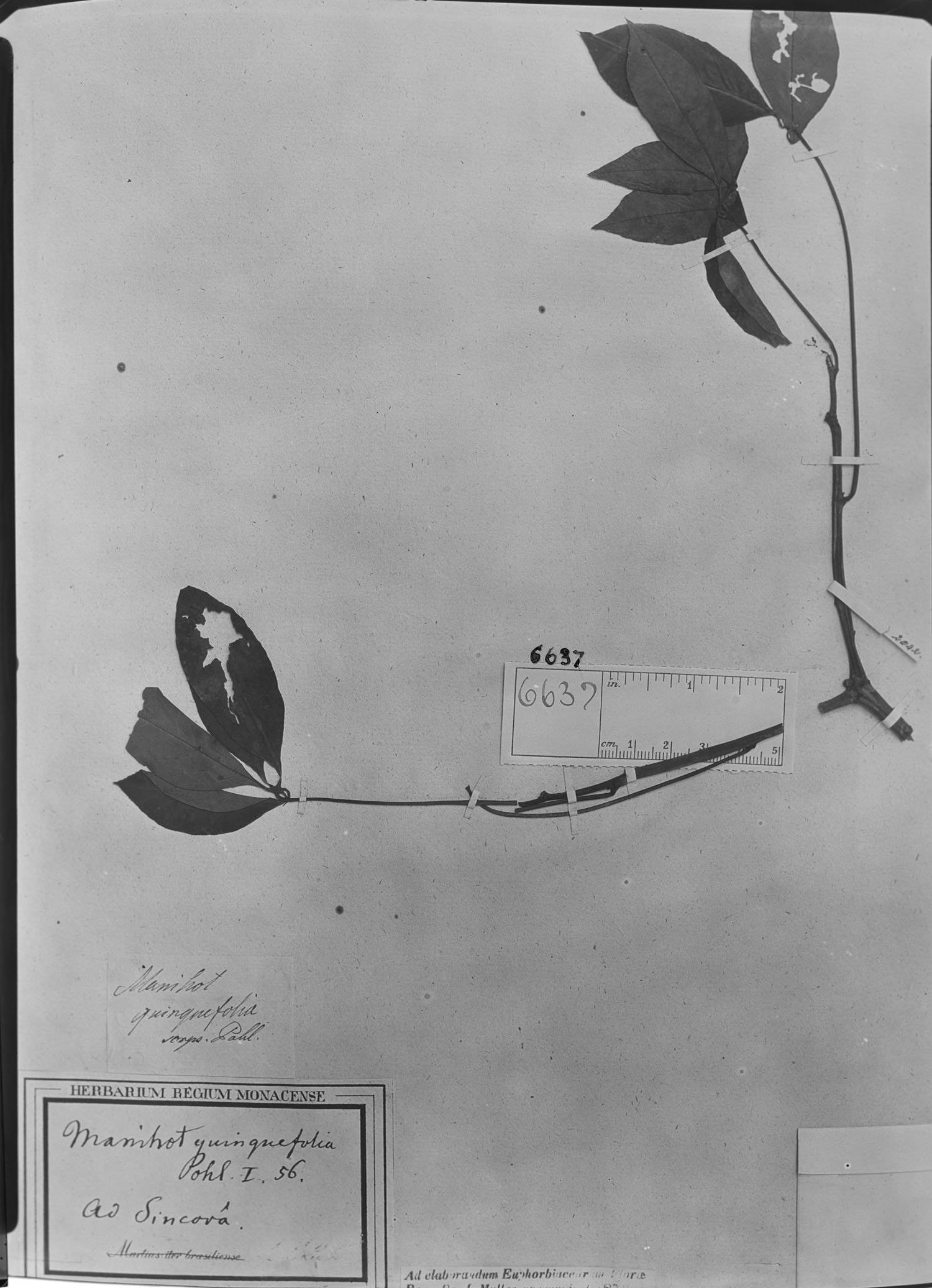 Manihot quinquefolia image