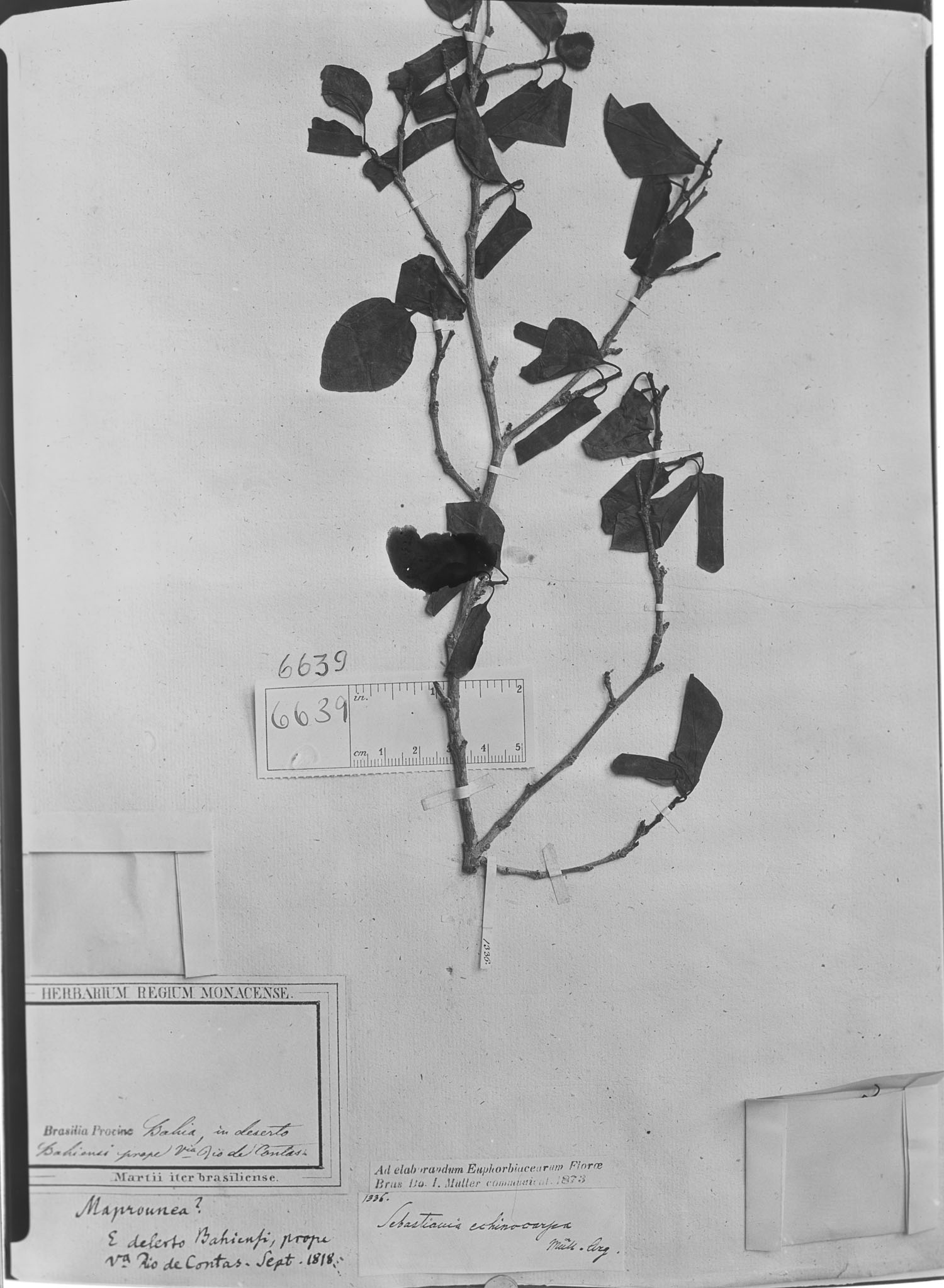 Sebastiania echinocarpa image