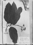 Ladenbergia acutifolia image