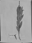 Augusta longifolia var. longifolia image