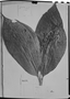 Isertia spiciformis image