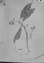 Coussarea albescens image