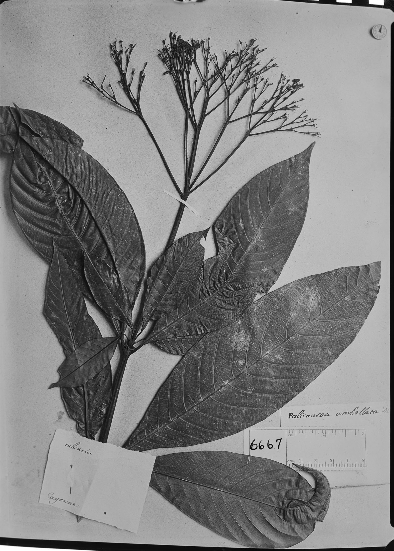 Palicourea quadrifolia image