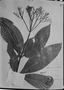Palicourea quadrifolia image