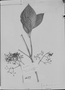 Psychotria ficigemma image