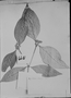Psychotria platypoda image