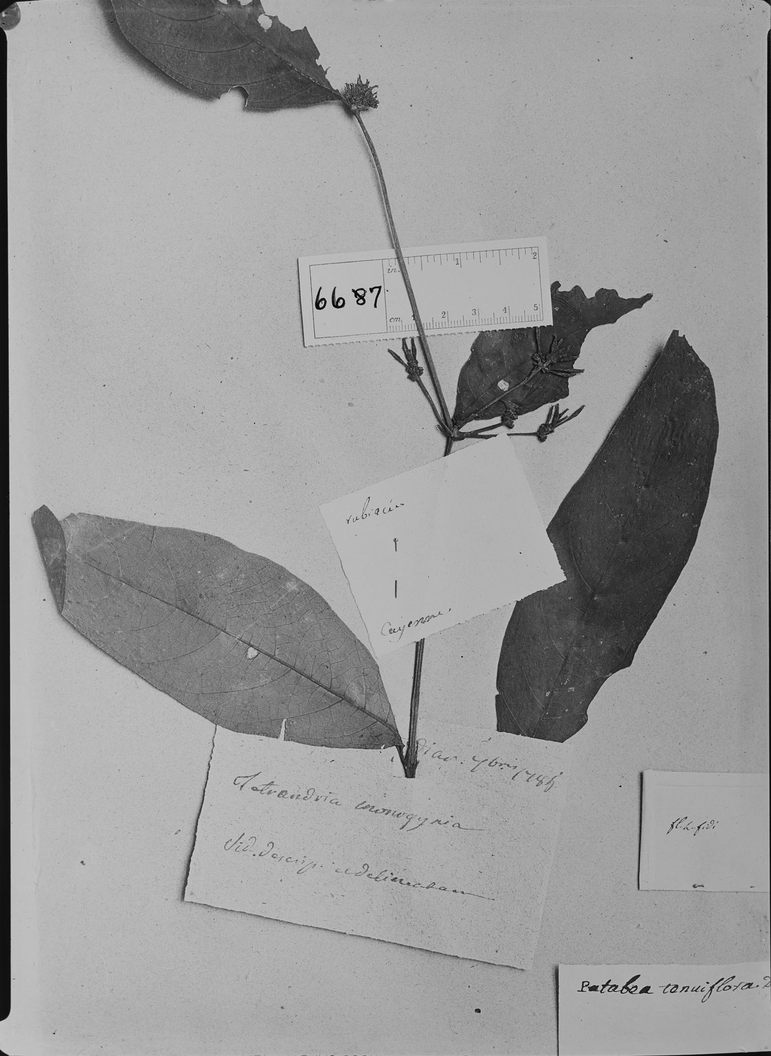 Psychotria tenuiflora image