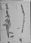 Borreria anthospermoides image