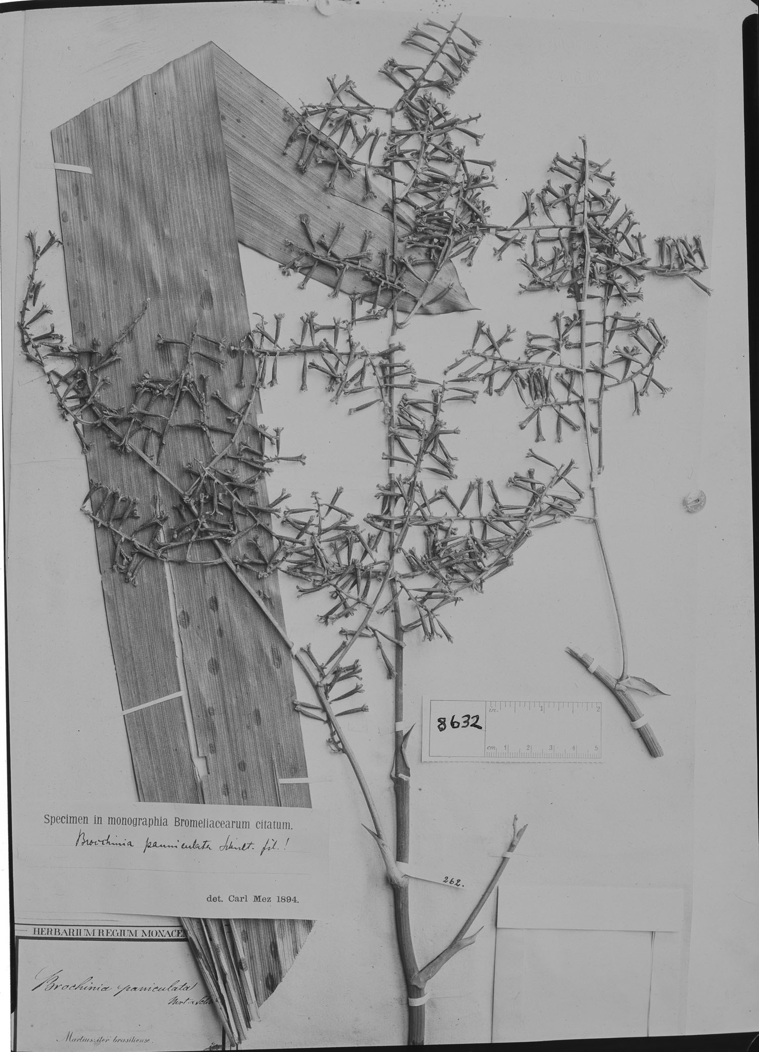 Brocchinia paniculata image