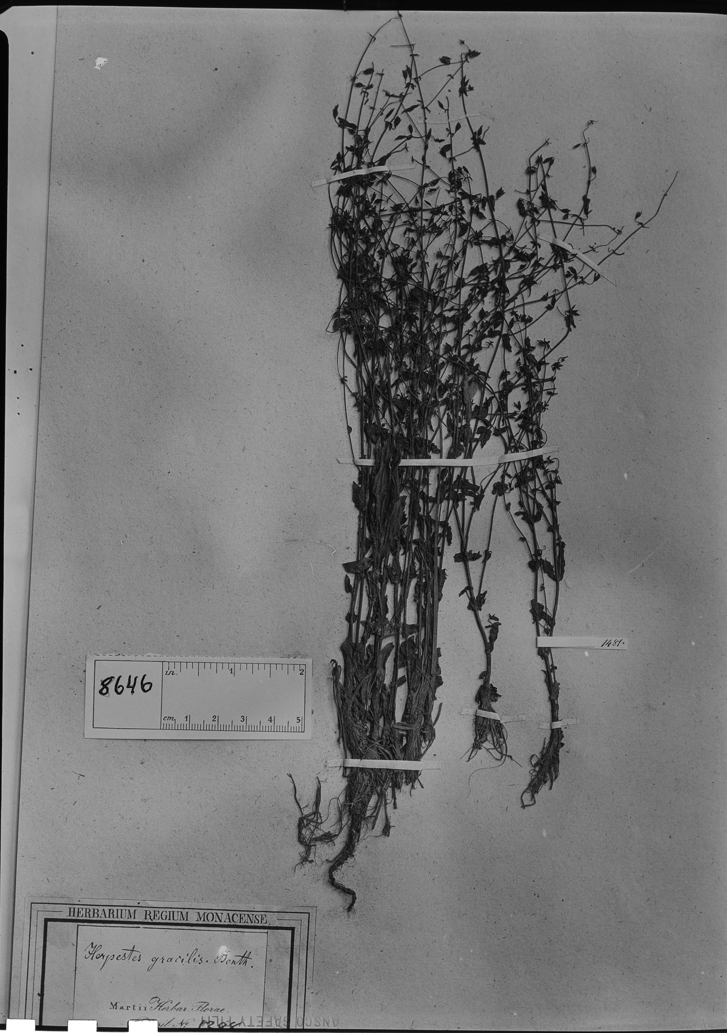 Bacopa gracilis image