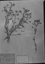 Mecardonia grandiflora image