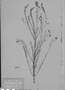 Agalinis angustifolia image