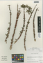Fuchsia lycioides image