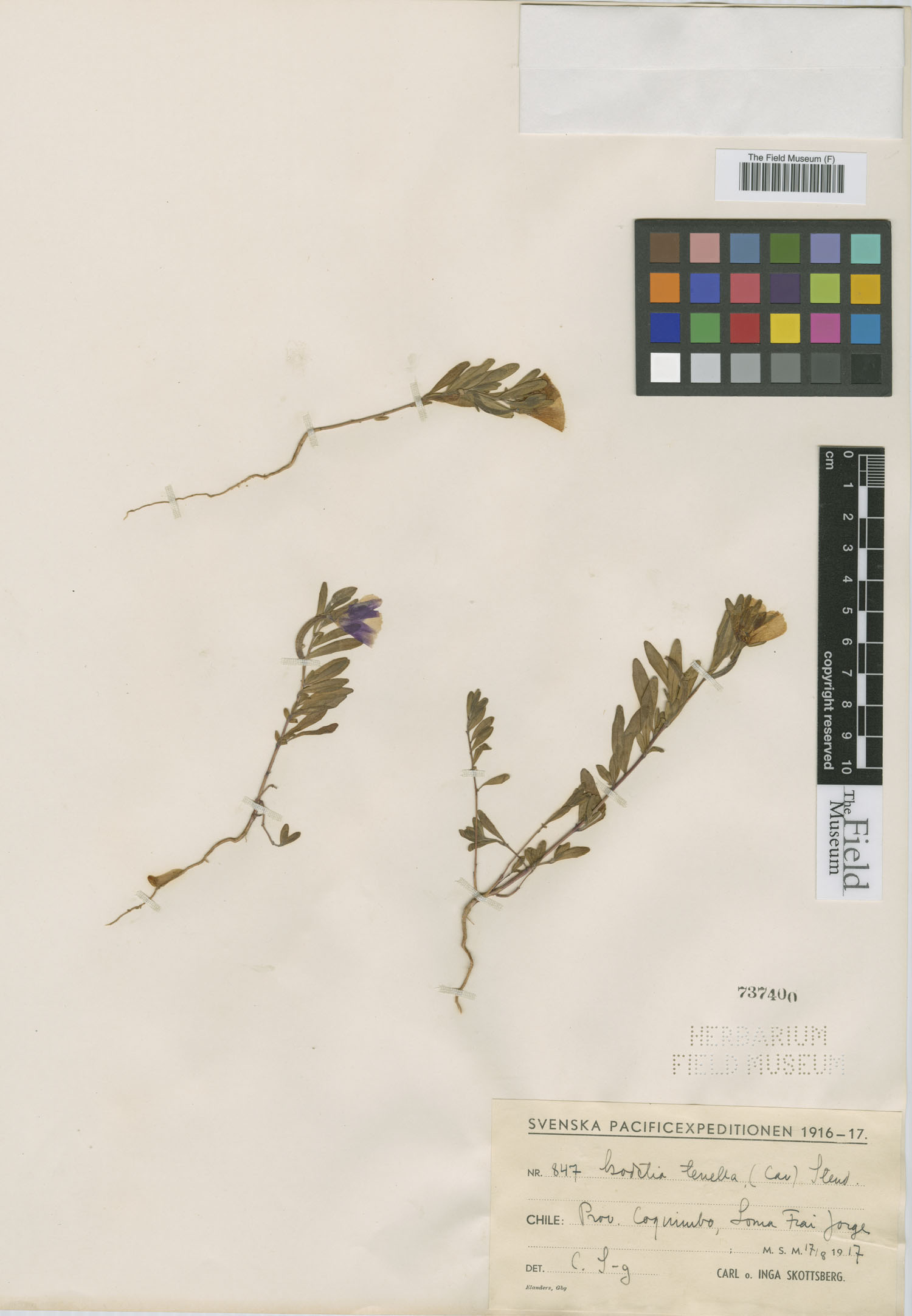 Clarkia tenella subsp. tenella image