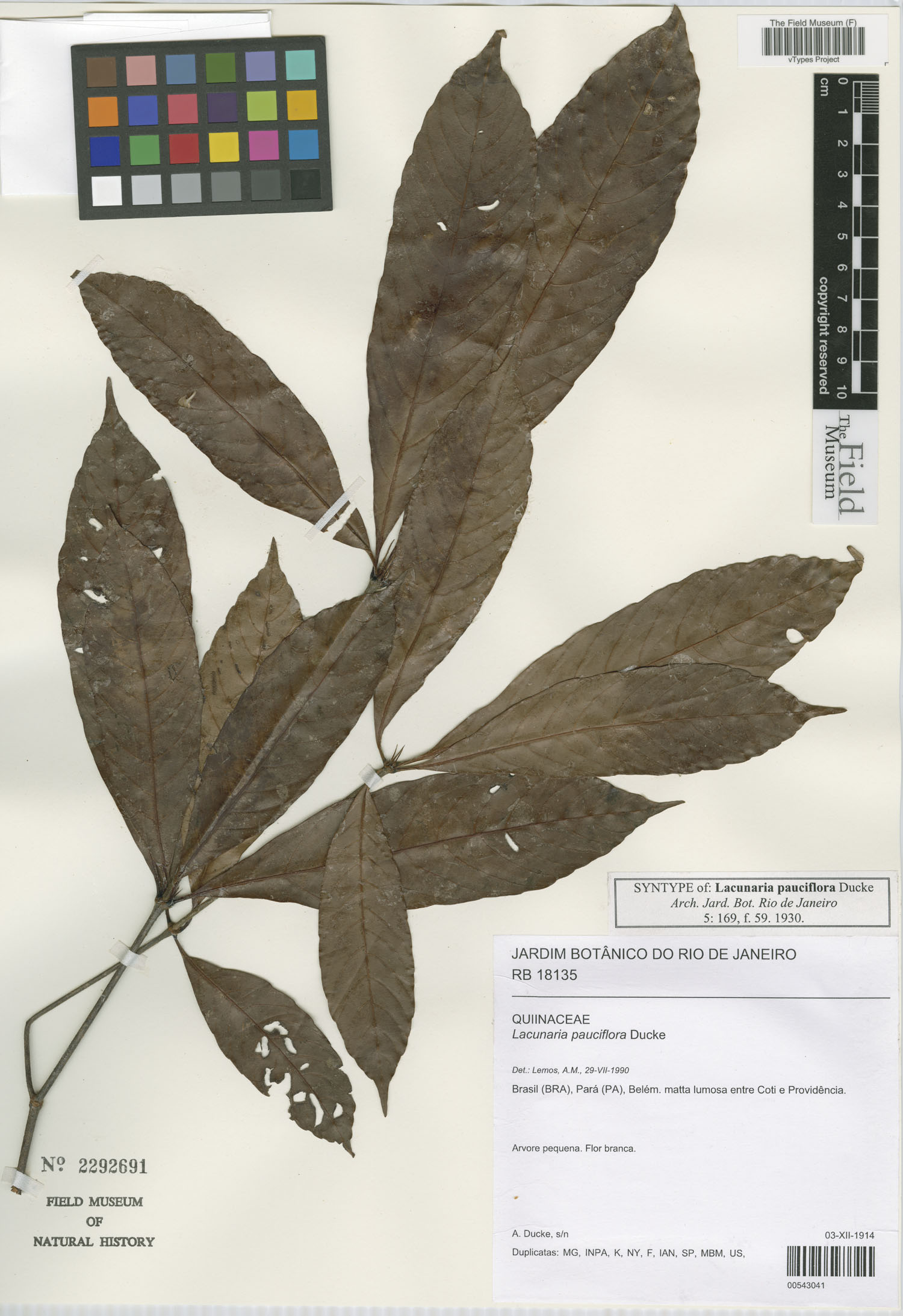 Lacunaria crenata subsp. crenata image