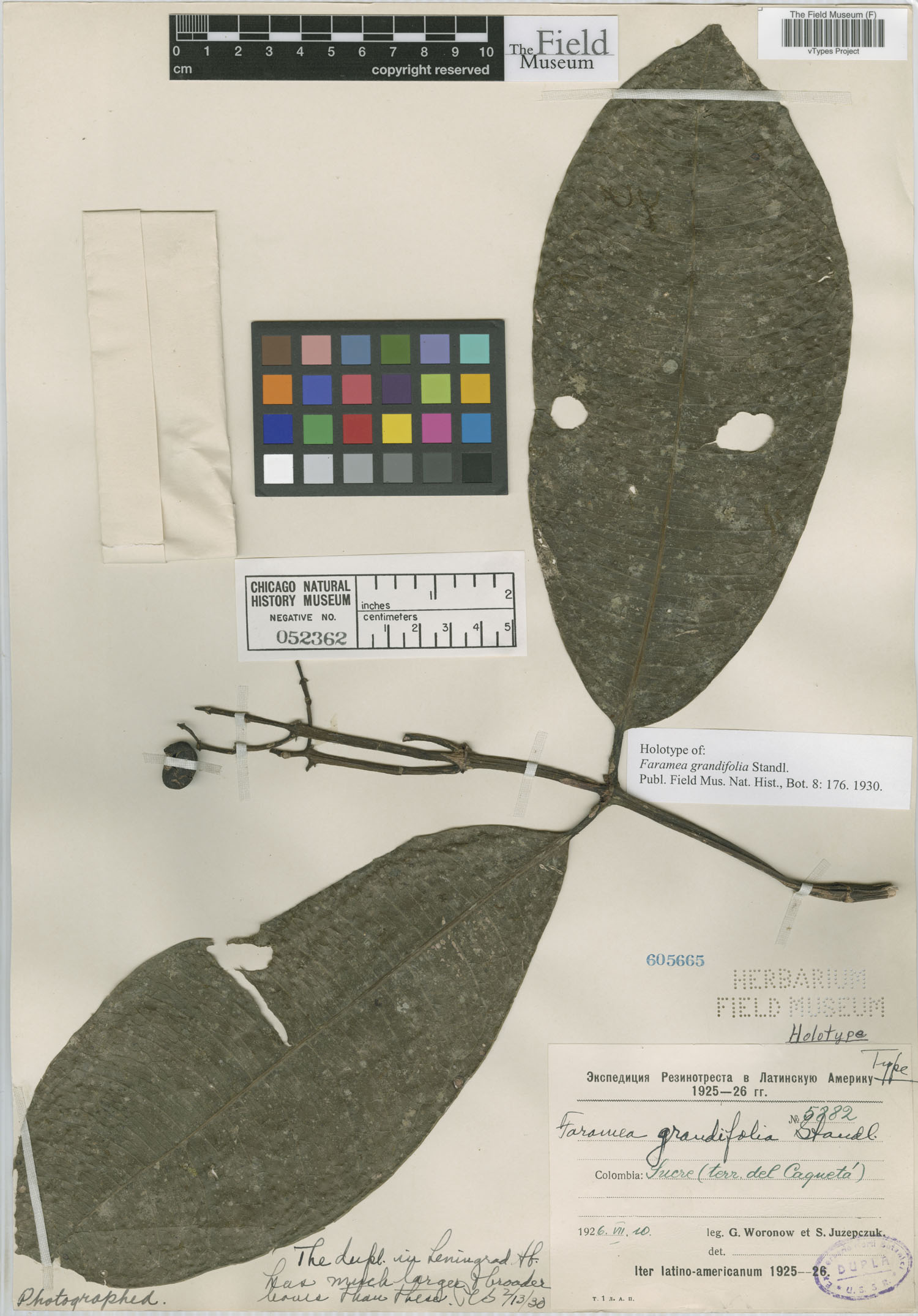 Faramea grandifolia image