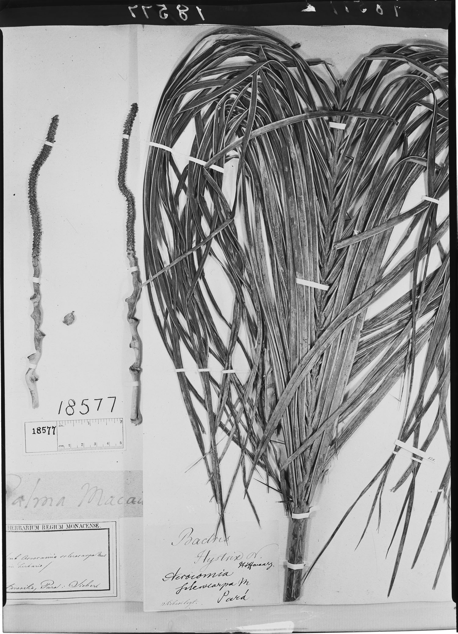 Acrocomia sclerocarpa image