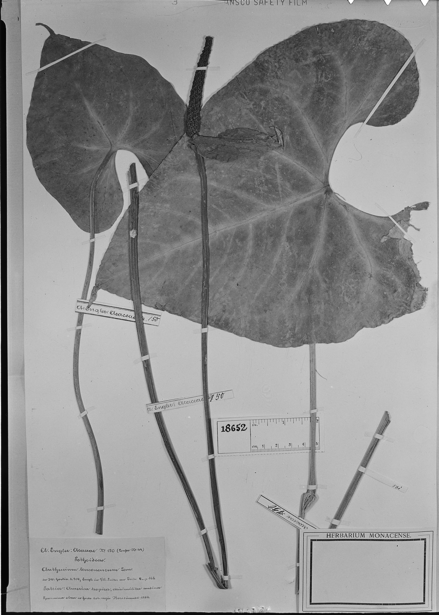 Anthurium leuconeurum image