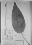 Anthurium parasiticum image