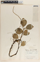 Peperomia alpina image