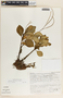 Peperomia alpina image