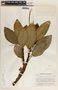 Peperomia alpina image