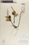 Peperomia alpina image