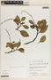Peperomia alpina image