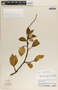 Peperomia alpina image