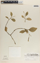Peperomia alpina image
