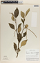 Peperomia alpina image