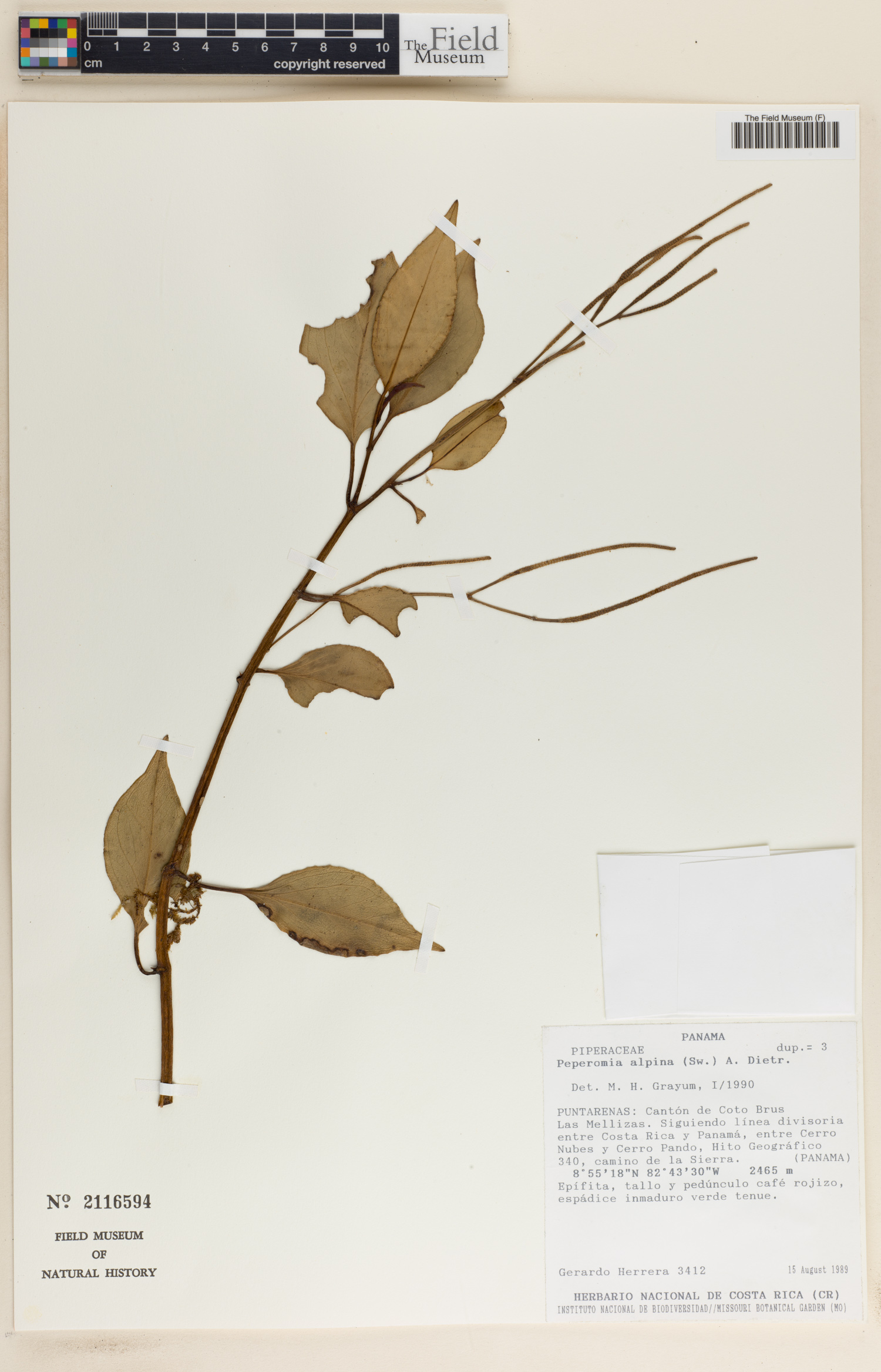Peperomia alpina image