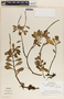 Peperomia dendrophila image