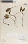 Peperomia dendrophila image