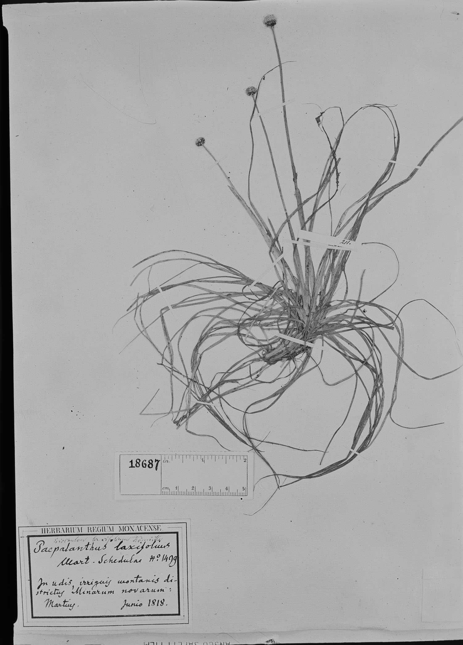 Eriocaulon laxifolium image