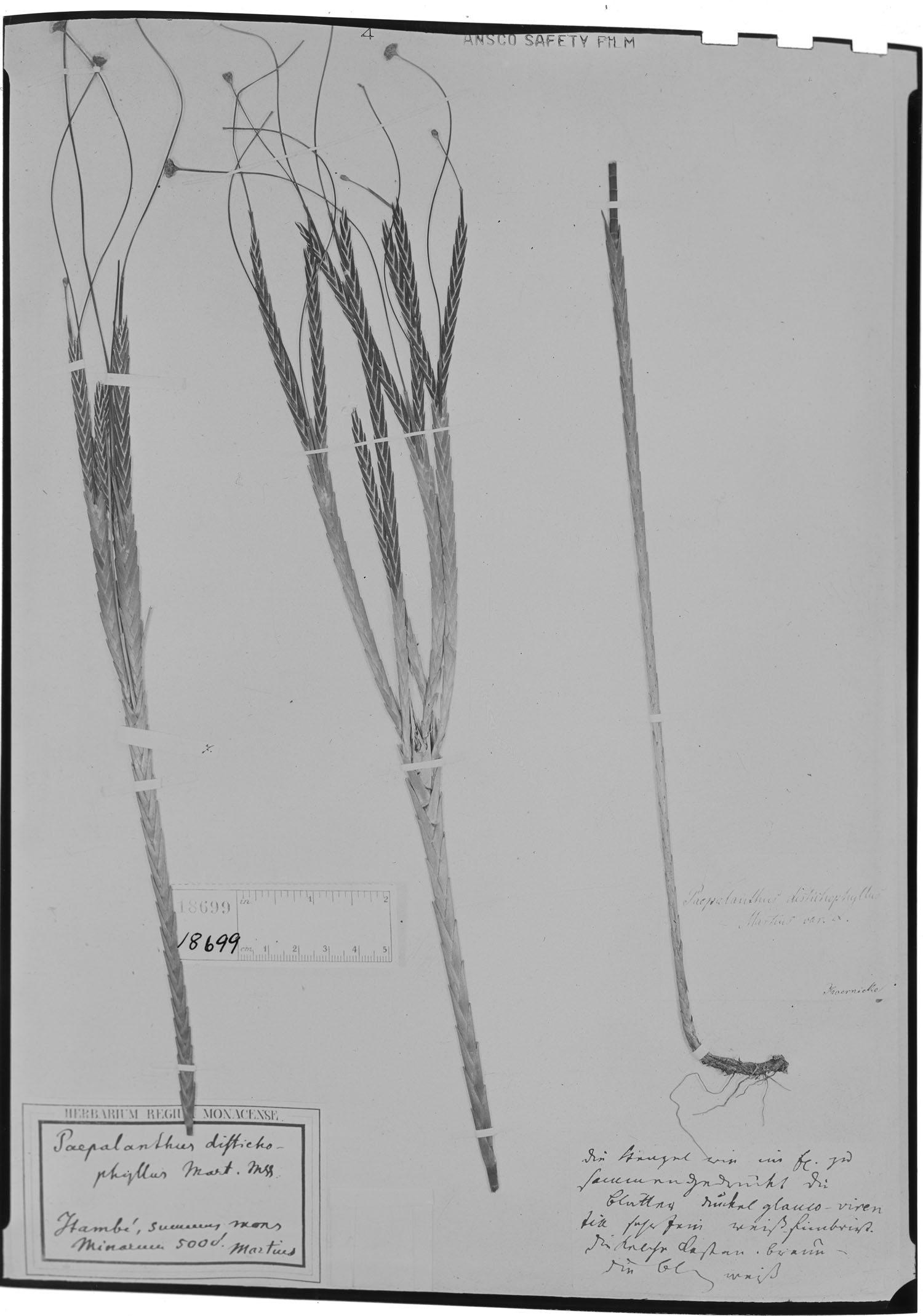 Paepalanthus distichophyllus image