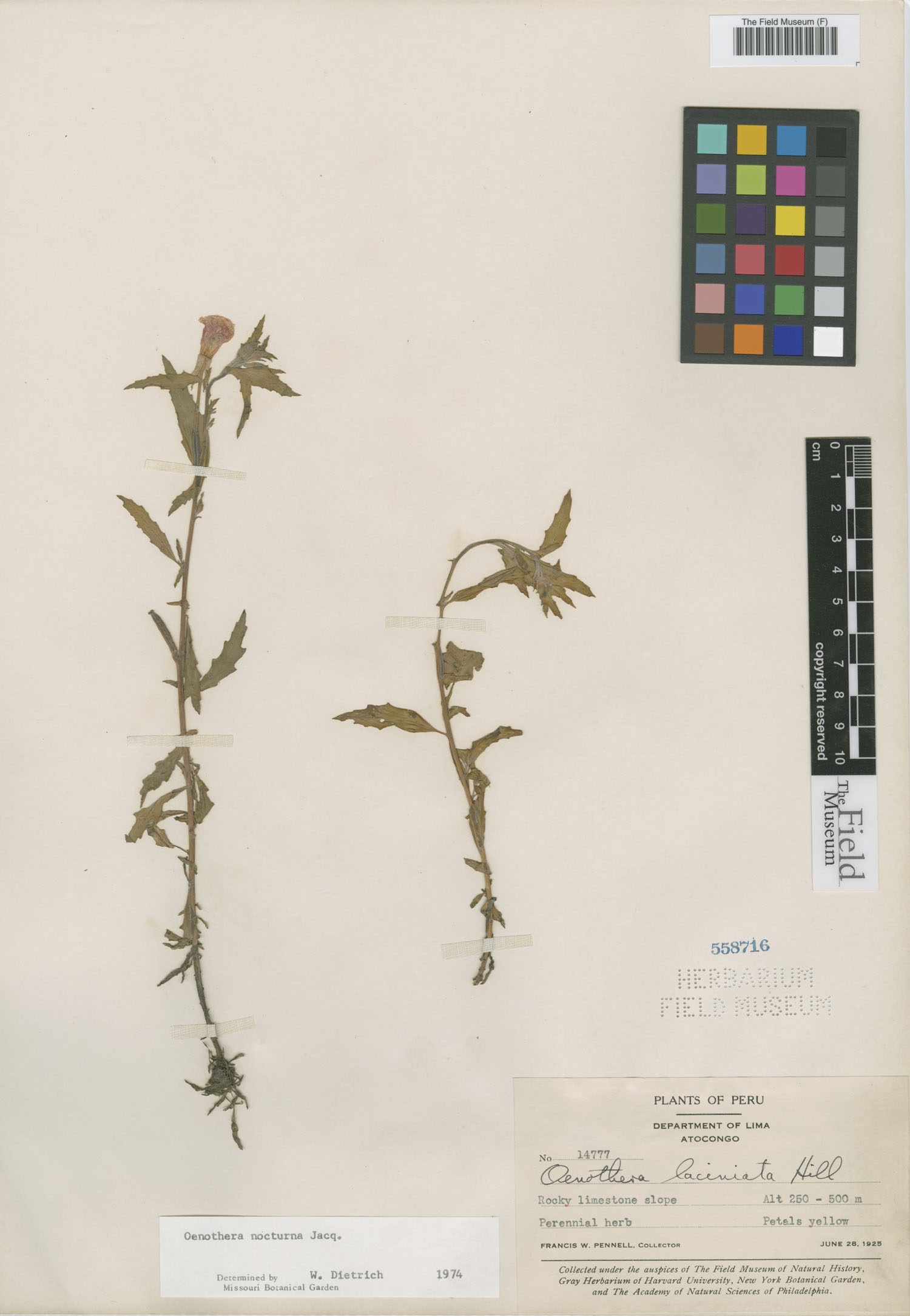 Oenothera nocturna image