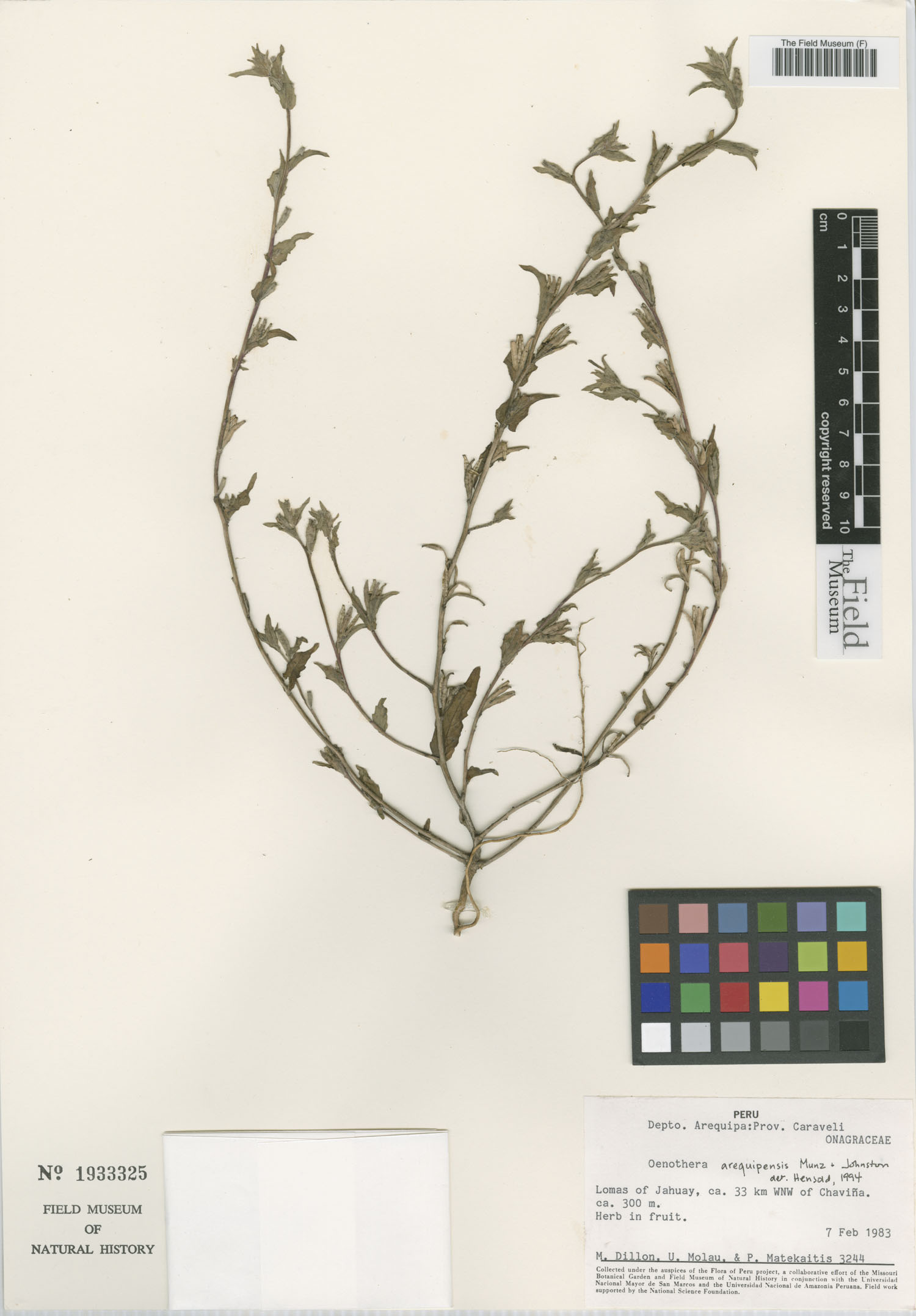 Oenothera arequipensis image