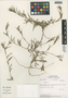 Oenothera arequipensis image