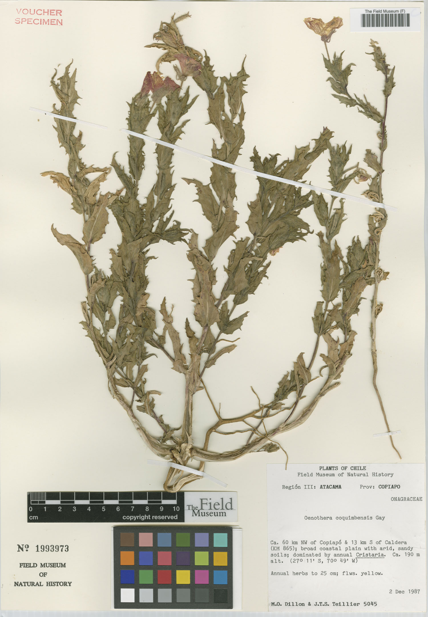 Oenothera coquimbensis image