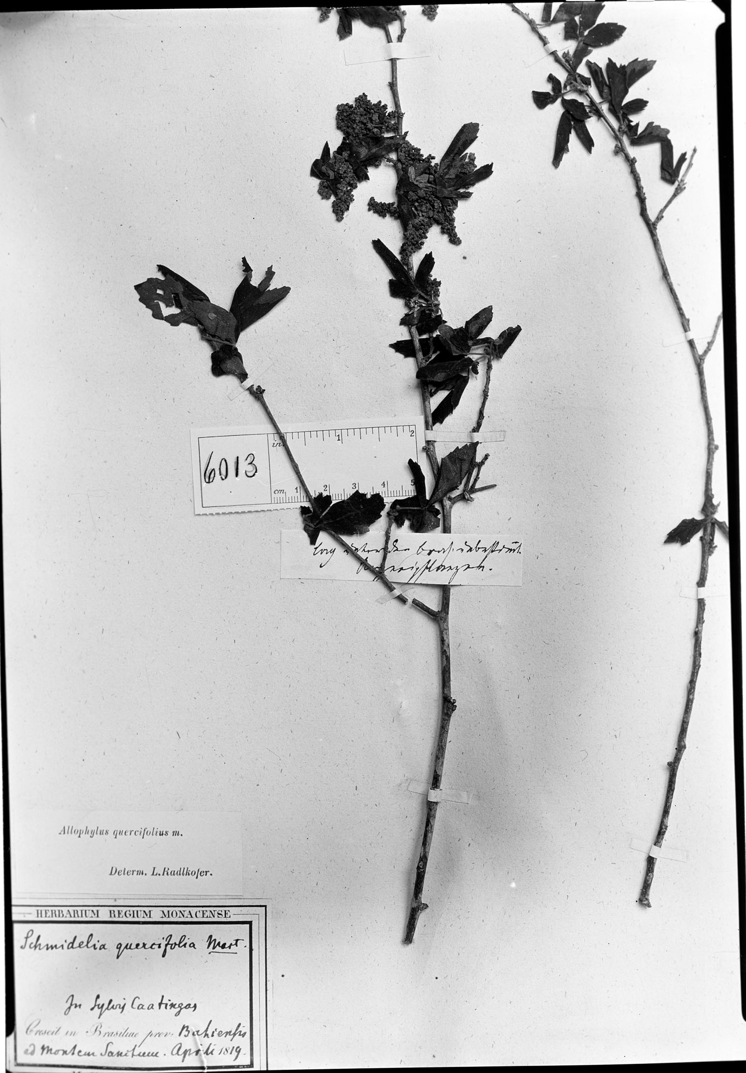 Allophylus quercifolius image