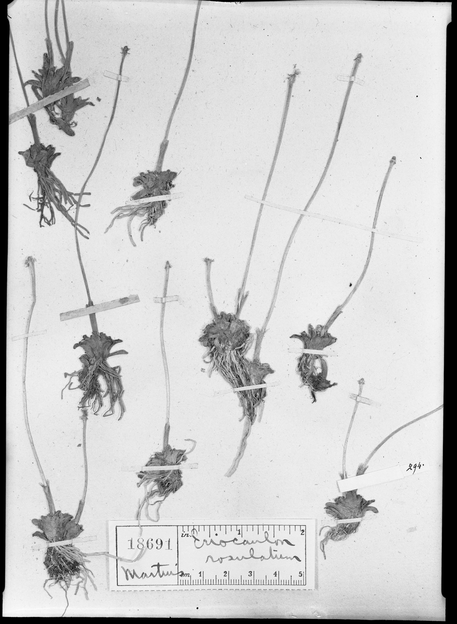 Eriocaulon rosulatum image