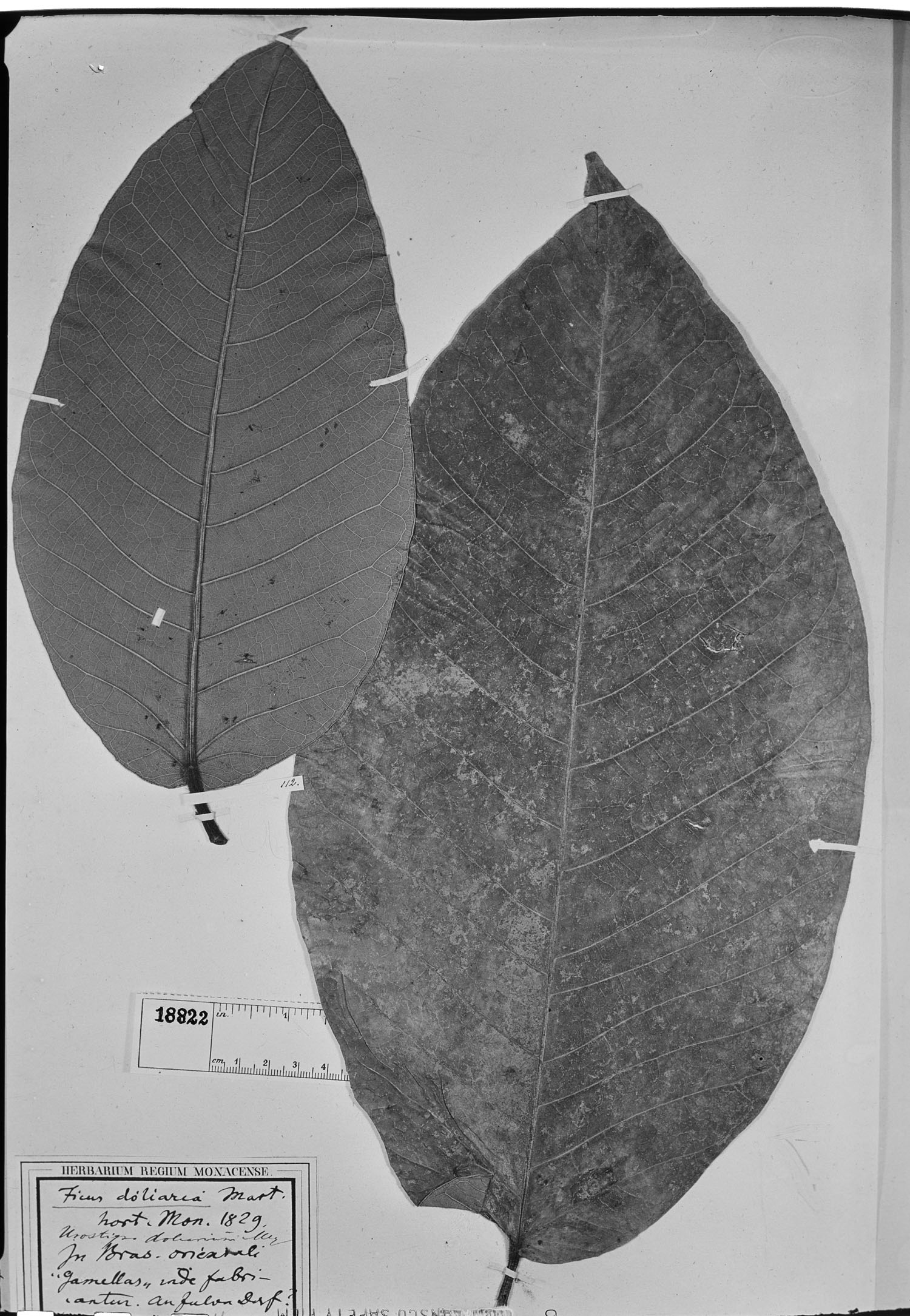 Ficus doliaria image