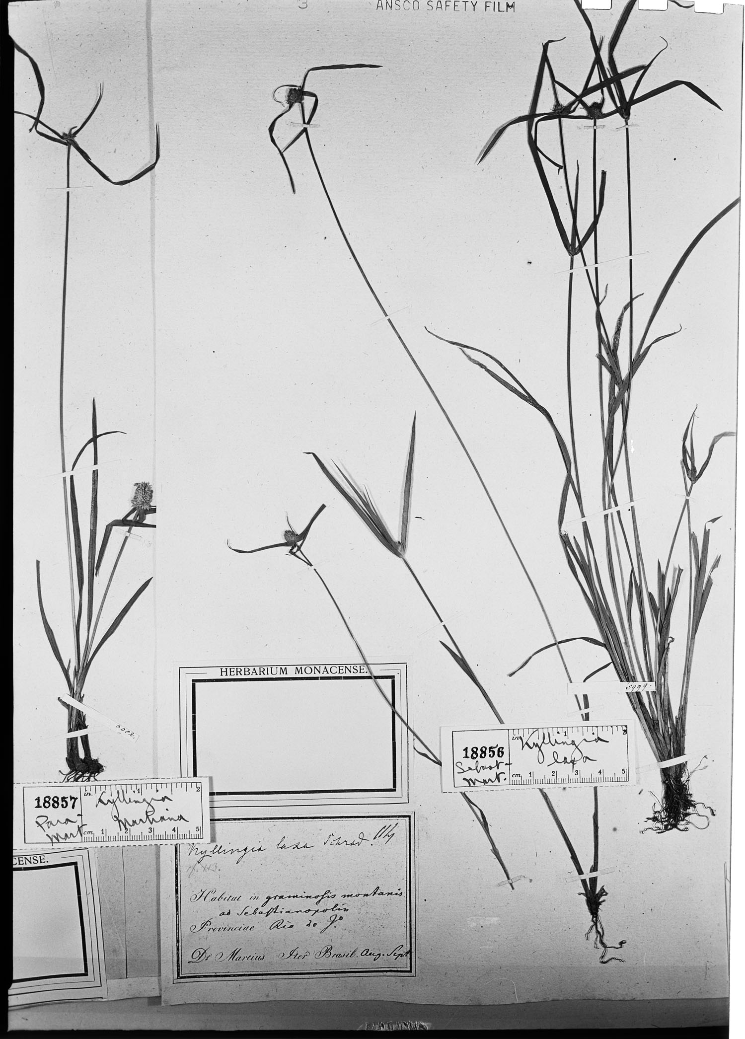 Cyperus brevifolius var. brevifolius image