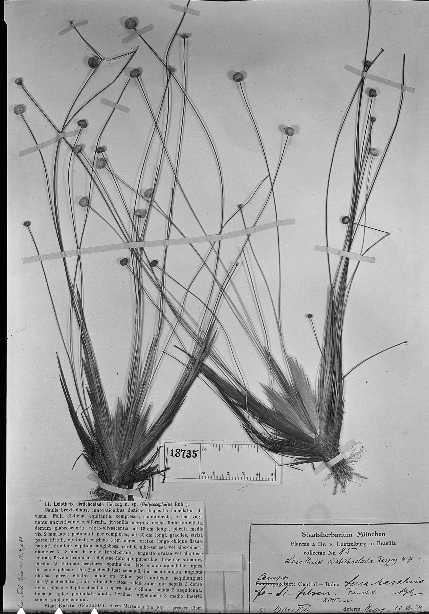 Leiothrix distichoclada image