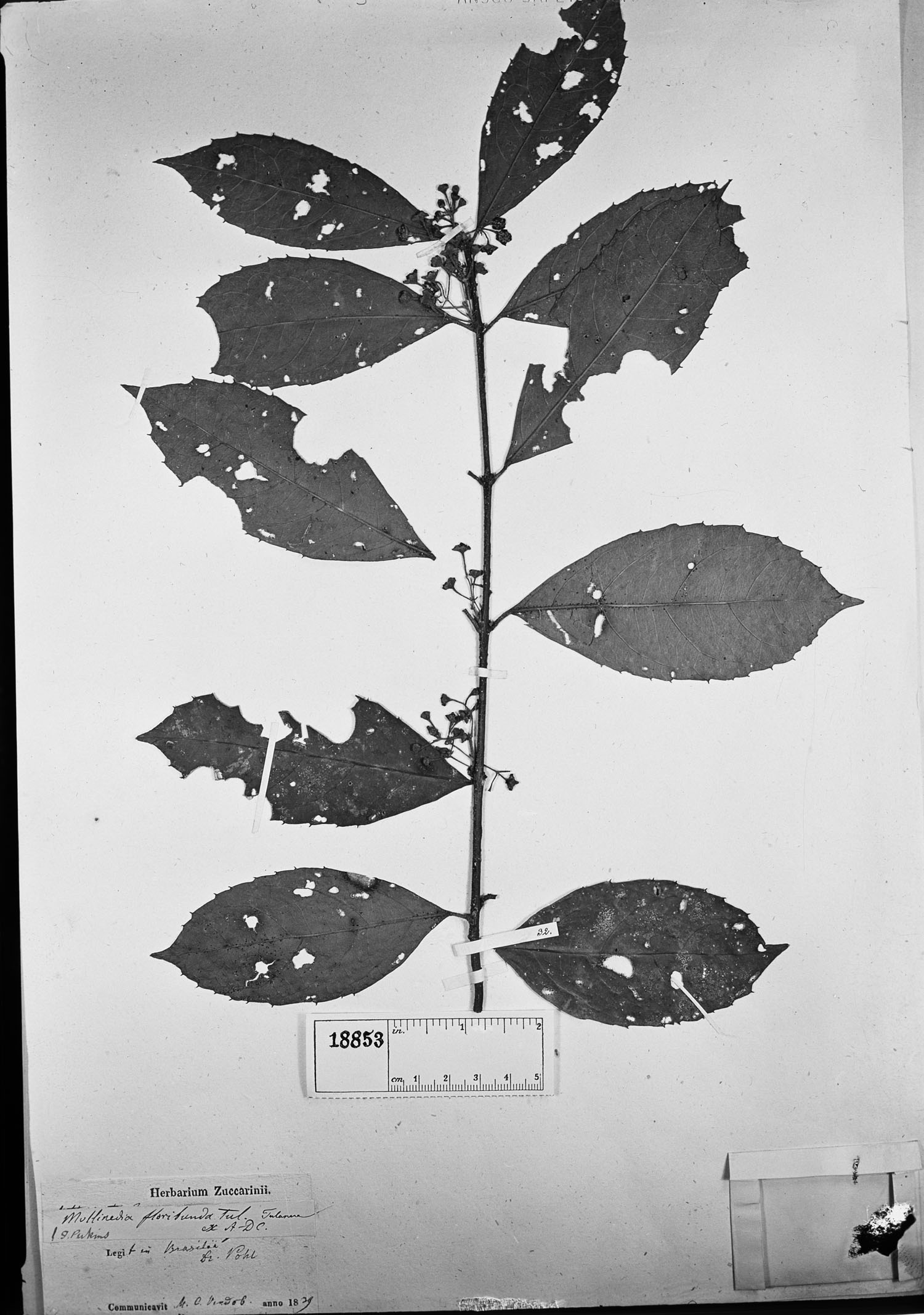 Mollinedia floribunda image