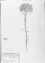 Actinocephalus polyanthus var. polyanthus image